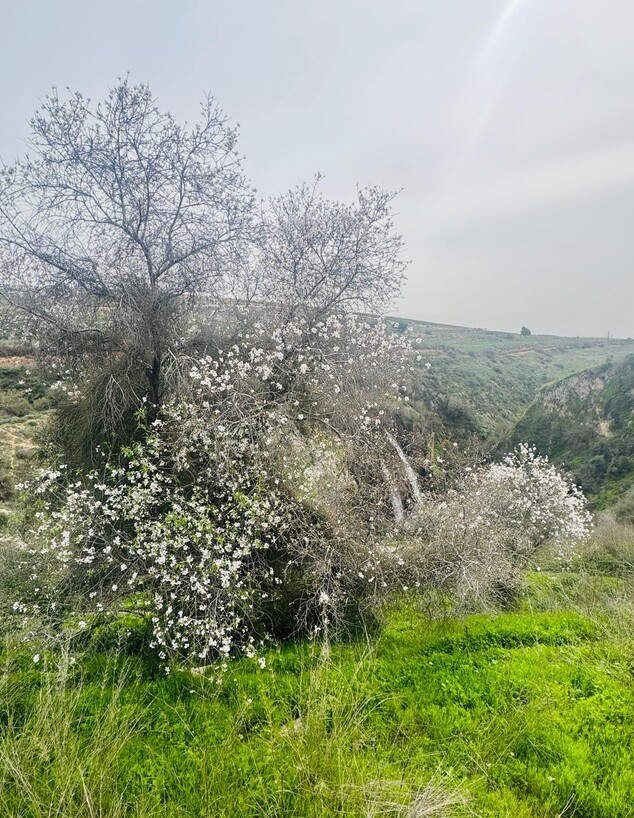 שקדיות בשמורת הטבע נחל עיון