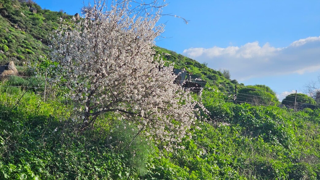 אזור מצפה השלום ומבוא חמה