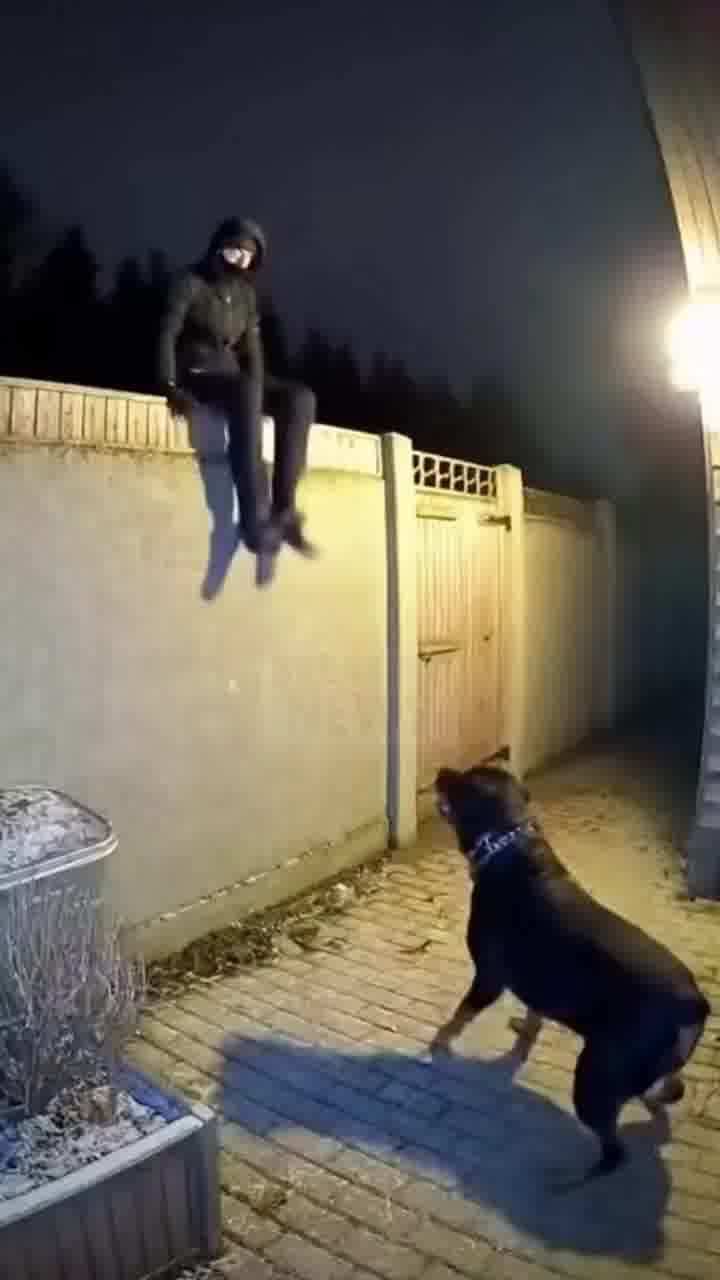 נו באמת, על מי אתה בא? על רוטוויילר?