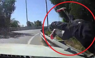 קיליקורה (צילום: מתוך הרשתות החברתיות בהתאם לסעיף 27א' בחוק)