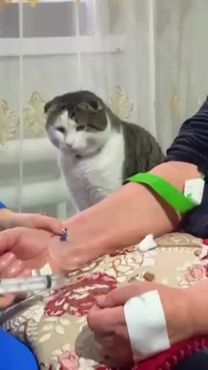 לא להפריע, החתול בהסמכת חובשים