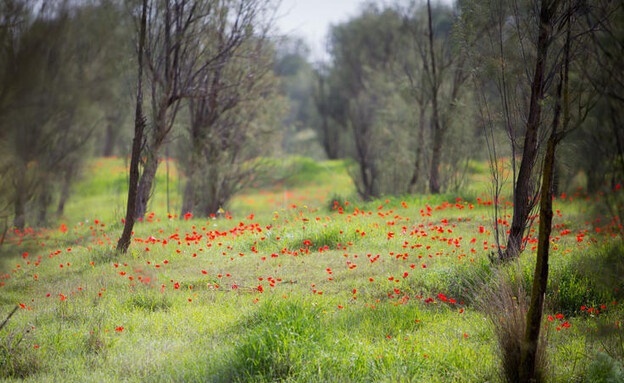 בתרונות רוחמה