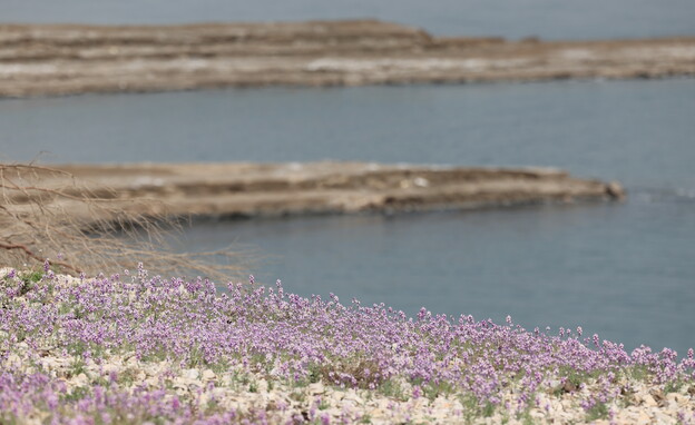 פריחה בים המלח