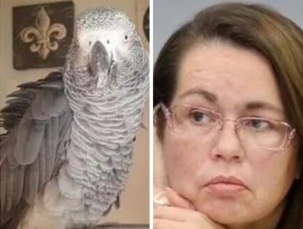 התוכי חזר שוב ושוב על משפט הקורבן – ושינה את חקירת הרצח