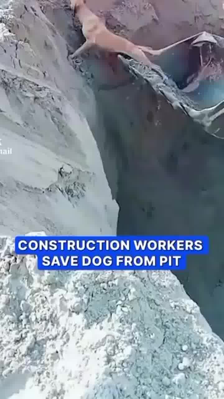 חברו הטוב ביותר של הכלב- שופל