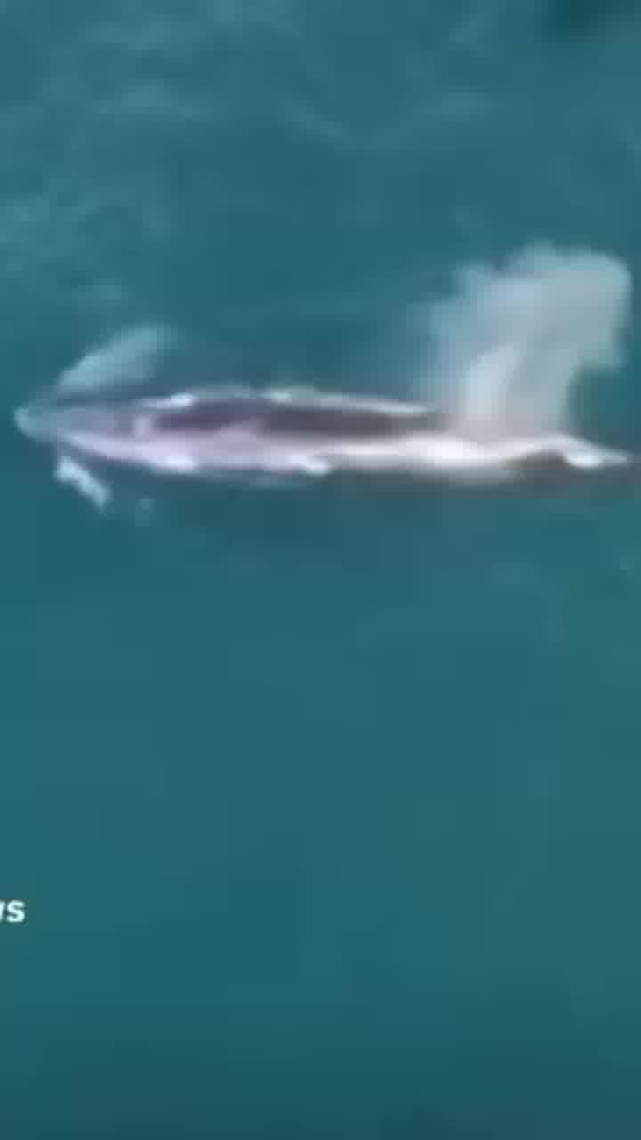 תאונה נדירה בין סירה ללוויתן תועדה בסין. הלוויתן נפצע קל בגבו