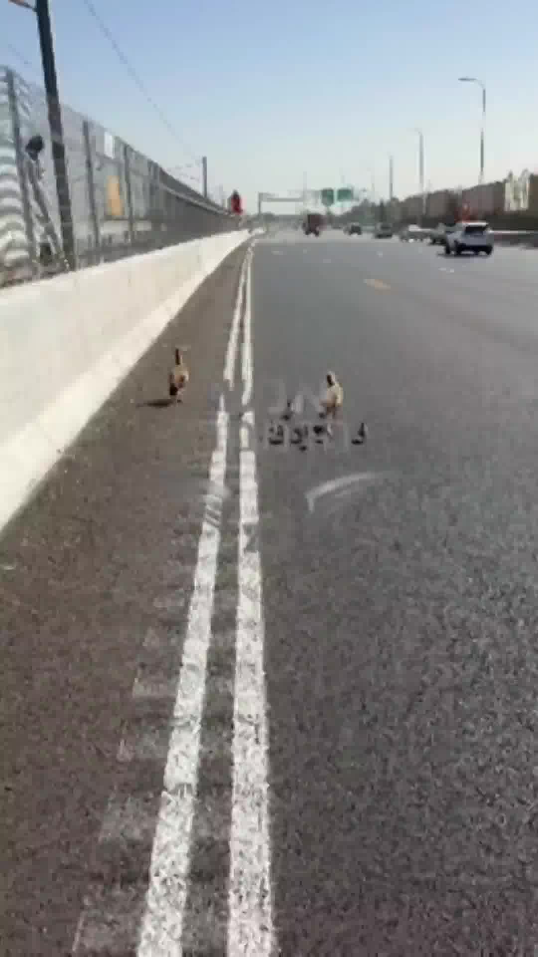 משפחת ברווזים שנקלעה לכביש 1 קיבלה פינוי מיוחד ממשטרת התנועה שהעבירה אותם למקום מבטחים