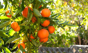 עץ קלמנטינות (צילום: shutterstock_Candace_Hartley)