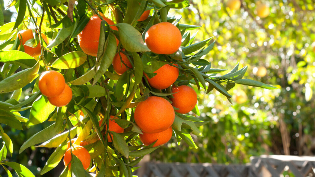 עץ קלמנטינות
