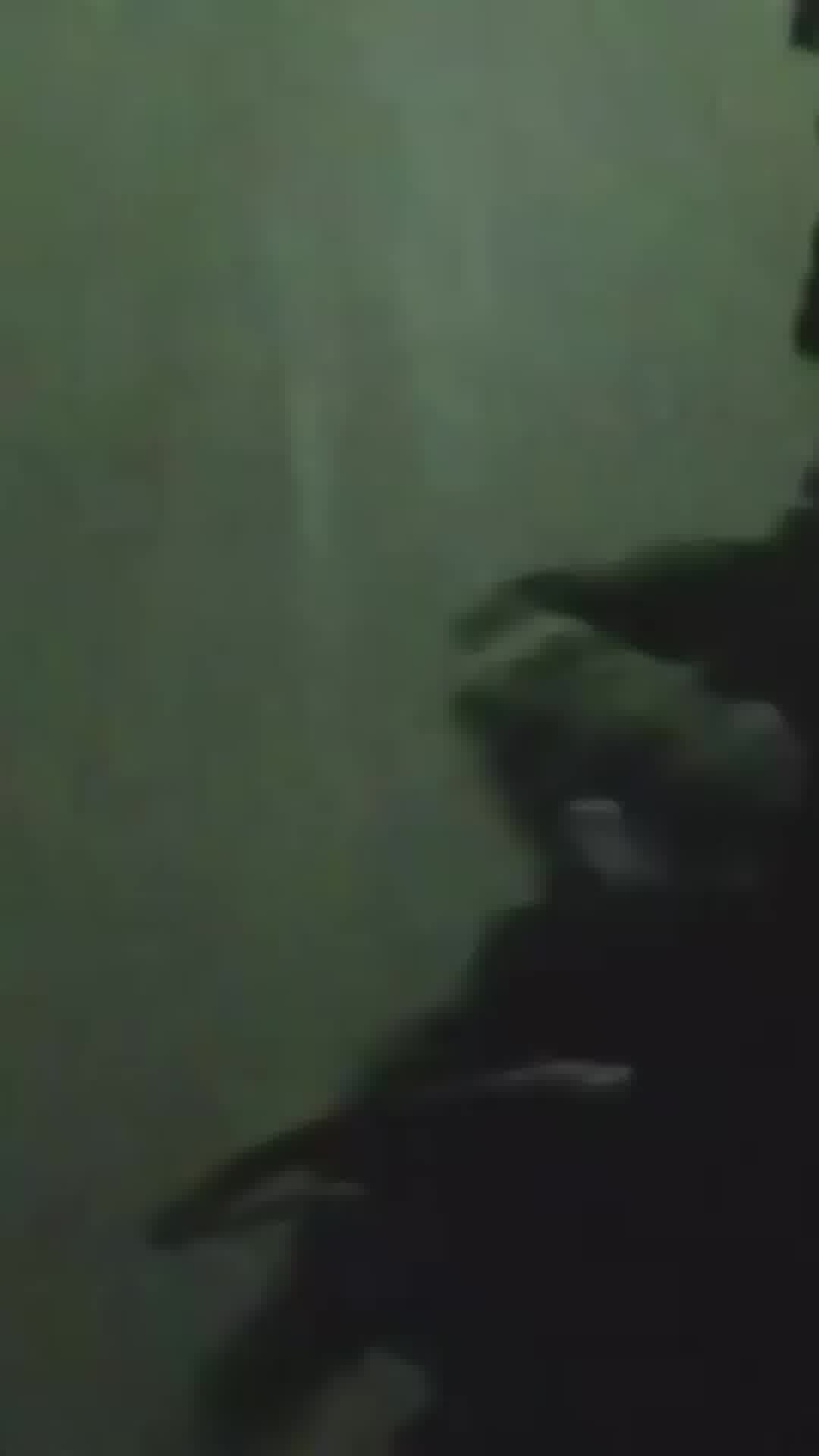 מסתערבי מג״ב איו״ש עצרו בהכוונת השב״כ מחבל החשוד במעורבות בפעילות טרור