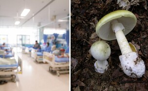 מתים ונפגעים מאכילת פטריית בר "אמנית  (צילום: ויקיפדיה)