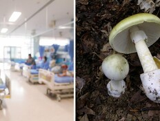 מתים ונפגעים מאכילת פטריית בר "אמנית 