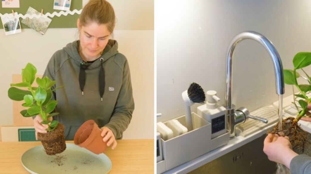 שדרוג לעציץ איקאה