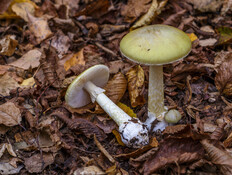 אכלו את הפטרייה שגדלה גם בישראל - ונזקקו להשתלות כבד