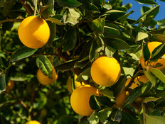 עץ לימון (צילום: 123rf) עץ לימון (צילום: 123rf)