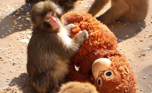 פאנץ' הקוף (צילום: מתוך הרשתות החברתיות בהתאם לסעיף 27א' בחוק)