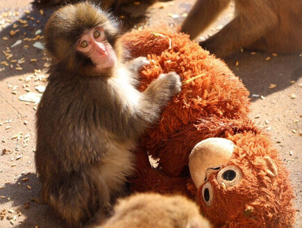 "מסכן קטן": קוף המקוק ששבר את לבבות הגולשים