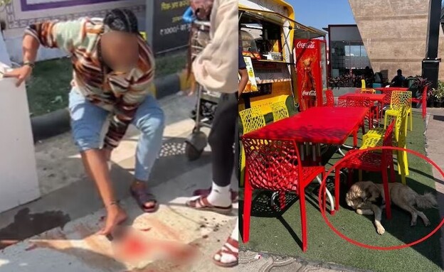 תיירת ישראלית הותקפה על ידי כלב משוטט מחוץ לשדה התעופה בהודו (צילום: Vishal Sharma/ITG )