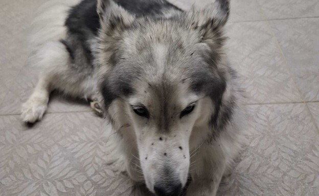 הכלב של סתיו אשכנזי