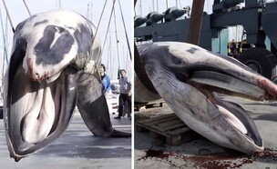 לווייתן מצוי (צילום: X: apuntnoticies)