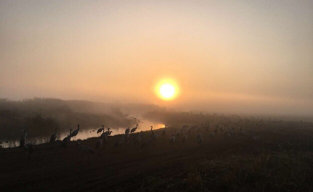 אגמון החולה