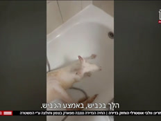 19guyvaron_vtr2_n20260219_v1 (צילום: חדשות)