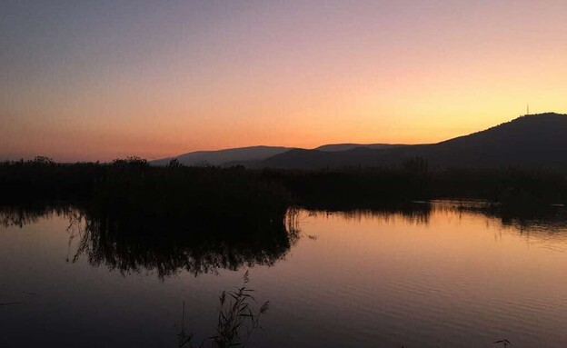 אגמון החולה