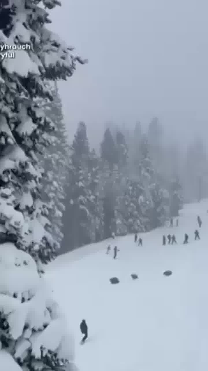 זהירות, דובים חוצים