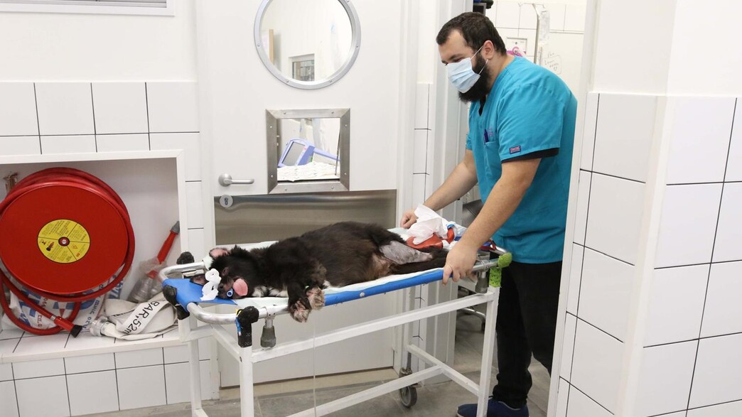 מרפאה וטרינרית