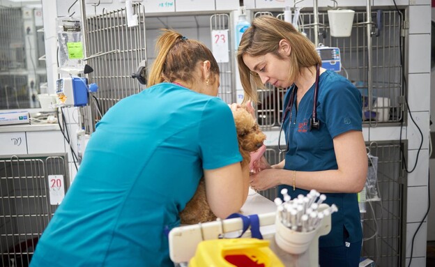 מרפאה וטרינרית