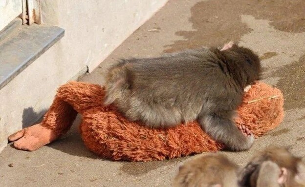 פאנץ' הקוף, גורר את הבובה ברחבי גן החיות פאנץ' הקוף, גורר את הבובה ברחבי גן החיות