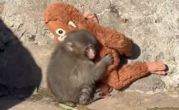 פאנץ' הקוף, גורר את הבובה ברחבי גן החיות פאנץ' הקוף, גורר את הבובה ברחבי גן החיות