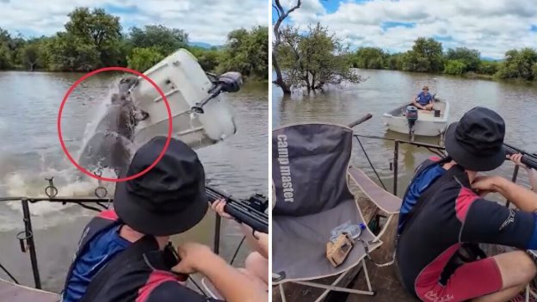 היפופוטם תוקף סירה בדרום אפריקה היפופוטם תוקף סירה בדרום אפריקה