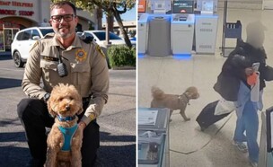 הכלב שאומץ אחרי שננטש (צילום: 27א')