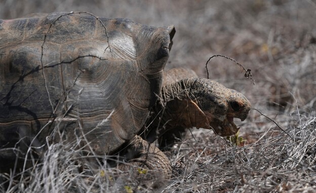 צבי הענק חזרו לגלאפגוס צבי הענק חזרו לגלאפגוס