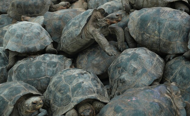 צבי הענק חזרו לגלאפגוס צבי הענק חזרו לגלאפגוס