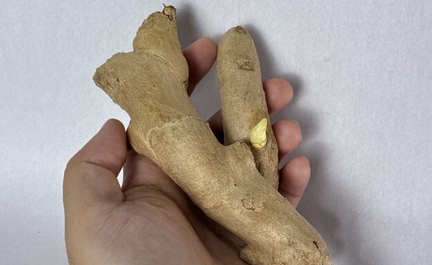 ג'ינג'ר (צילום: shutterstock_CSPME)