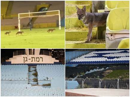 sportFive1680057 (צילום: ספורט 5)