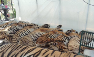 72 טיגריסים מתו בצפון תאילנד (צילום: צילום מסך)