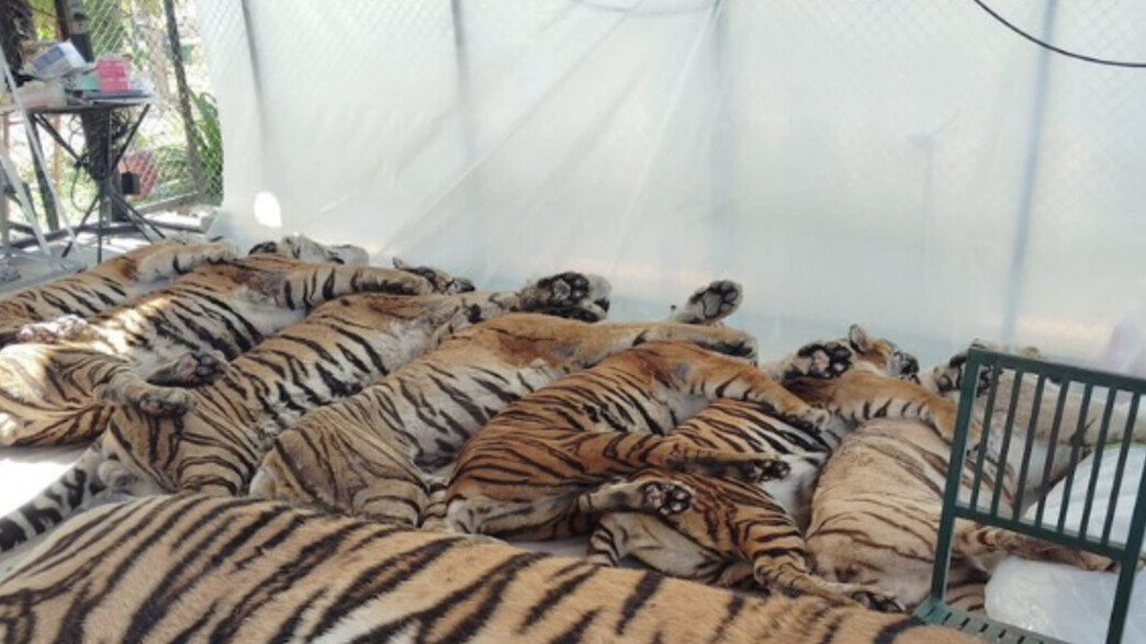 72 טיגריסים מתו בצפון תאילנד 72 טיגריסים מתו בצפון תאילנד