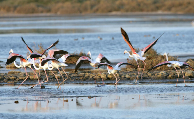 פלמינגו בבריכת המלח בעתלית