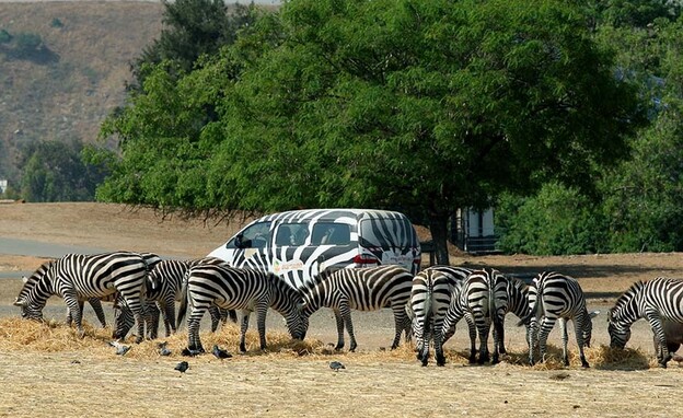 הספארי ברמת גן (צילום: Photo by Moshe ShaiFLASH90)