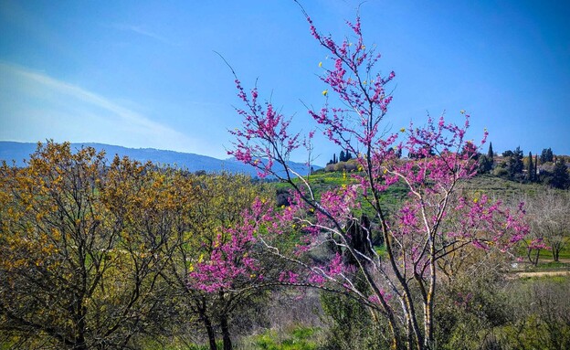 כליל החורש בית שערים