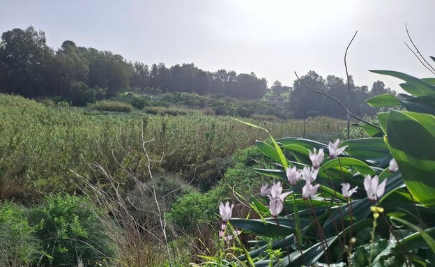 שמורת טבע אודים-שער פולג (צילום: אדר סטולרו, רשות הטבע והגנים)