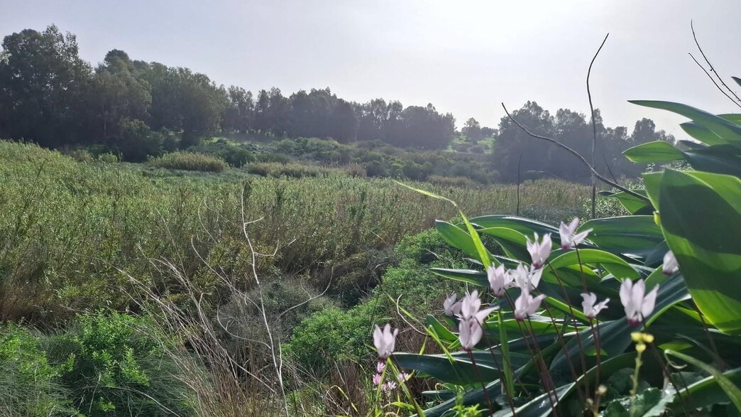 שמורת טבע אודים-שער פולג