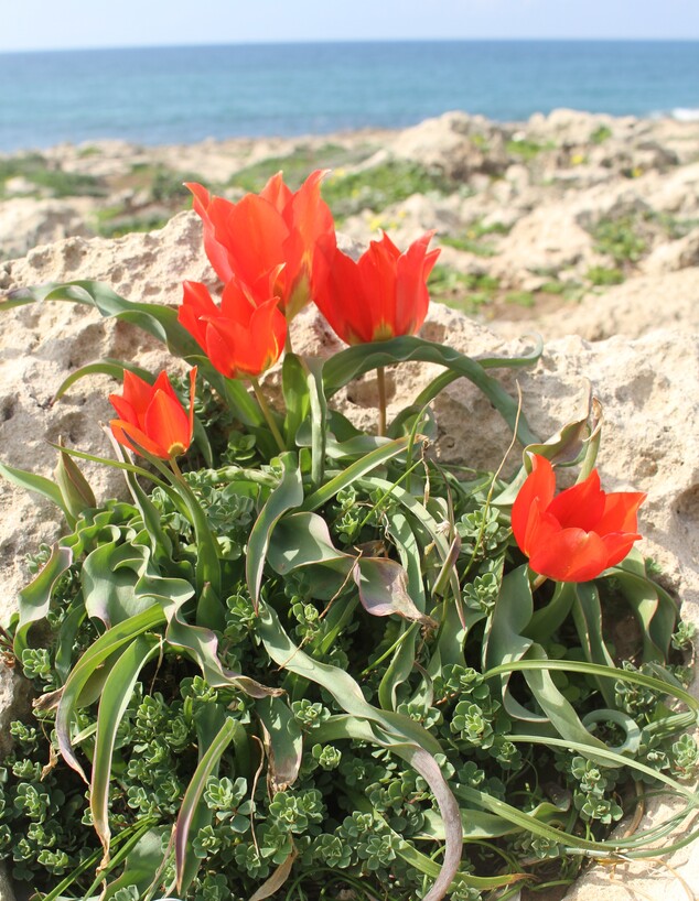 צבעוני ההרים בשמורת הבונים