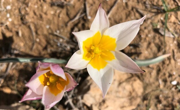 בורות לוץ צומח