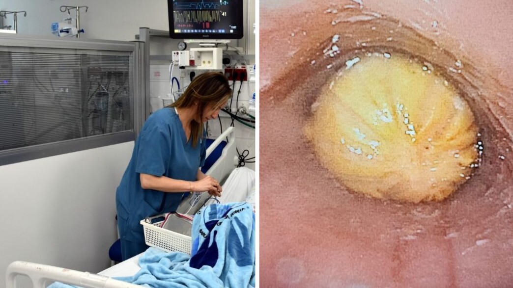 פוריה פוריה