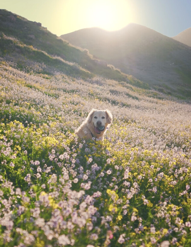 פריחה מרהיבה ליד מעלה אדומים פריחה מרהיבה ליד מעלה אדומים