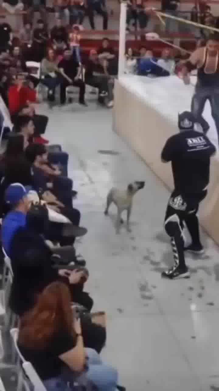 אם רסלינג זה מזויף, תסבירו את זה